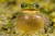 Sample - Obiektyw Venus Optics Laowa 100 mm f_2,8 Macro do Leica L_05.jpg