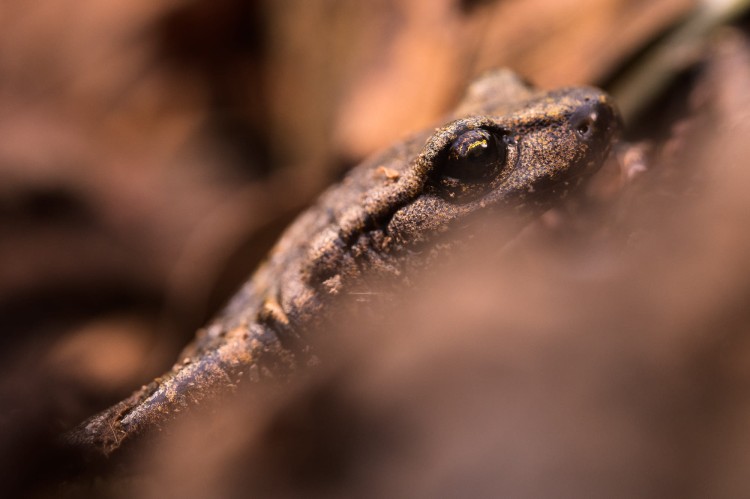 Sample - Obiektyw Venus Optics Laowa 100 mm f_2,8 Macro do Leica L_09.jpg