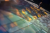 export.jpg