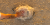 export.jpg
