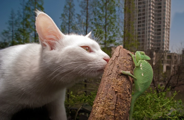 obiektyw-venus-optics-laowa-15-mm-f-4-macro-do-sony-e (7).jpg