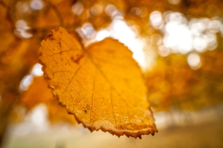 obiektyw-venus-optics-laowa-15-mm-f-4-macro-do-sony-e (12).jpg