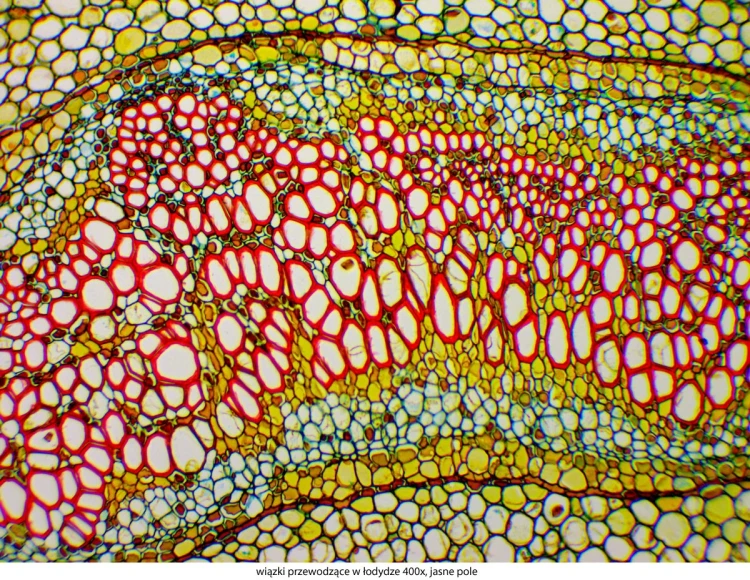 genetic-pro-mono_20151130_144105_133634-1-.jpg