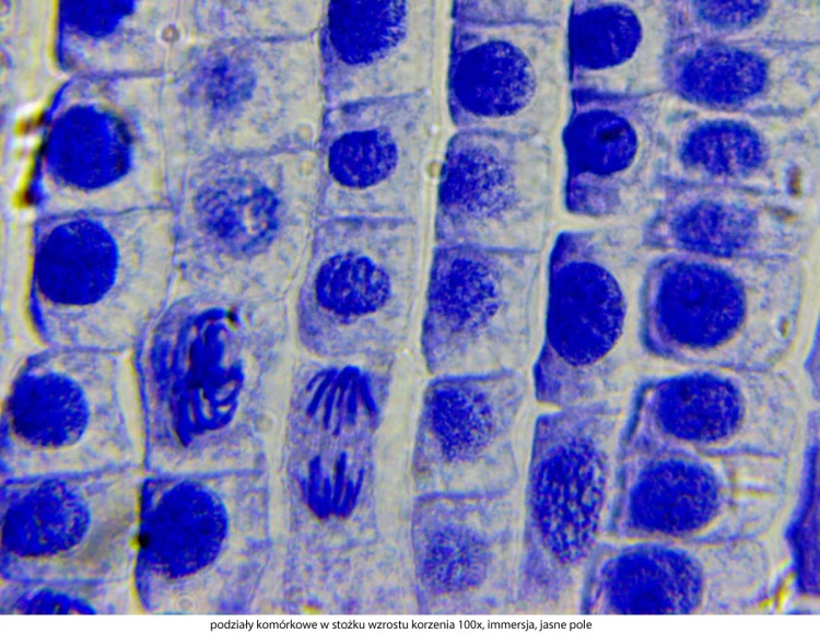 genetic-pro-bino_20151130_144105_311147-3-.jpg