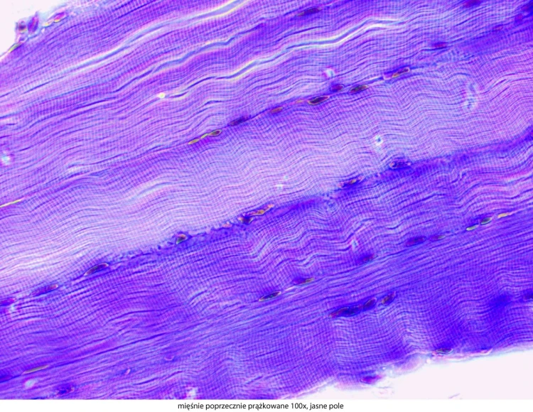 genetic-pro-bino_20151130_144105_333271-3-.jpg