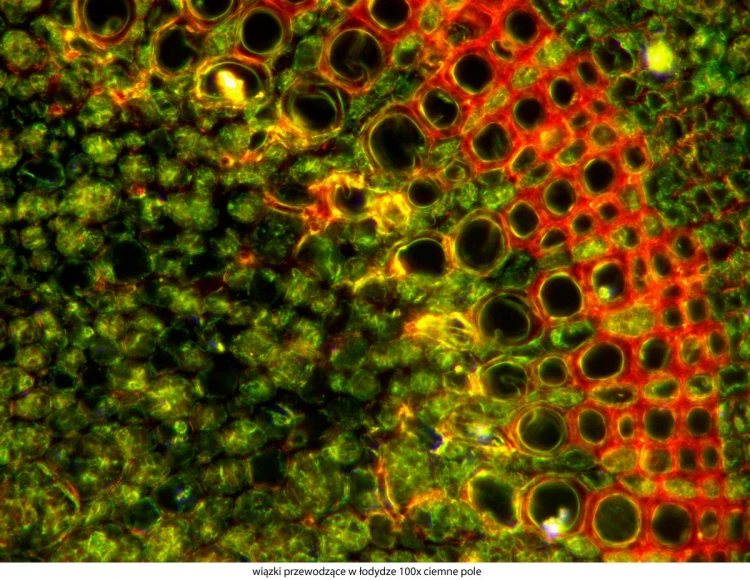 genetic-pro-bino_20151130_144106_878169-3-.jpg
