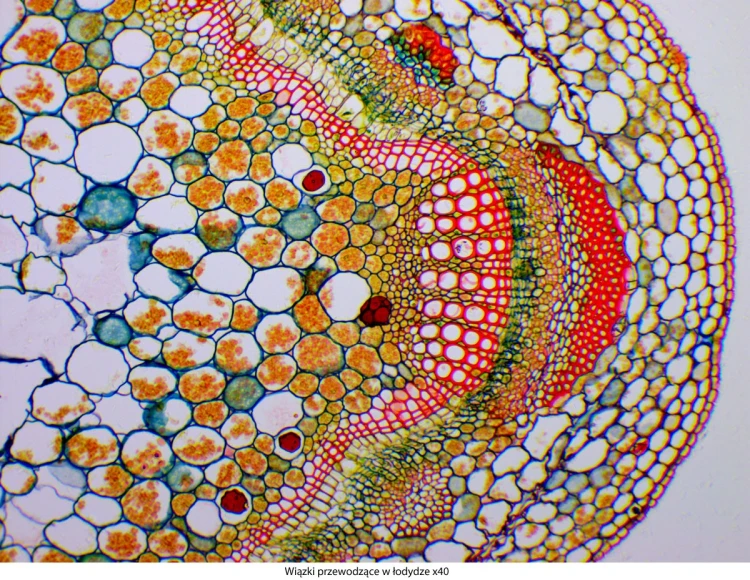 genetic-pro-bino_20151130_144104_200292-3-.jpg