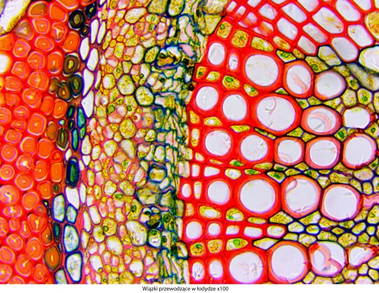 genetic-pro-bino_20151130_144104_205906-3-.jpg