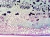 1000x749_product_media_1-1000_gumowiec_x100-j.webp