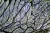 1000x671_product_media_44001-45000_kubki_smakowe_krolika_40x_DF_III-j.webp