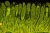 1000x671_product_media_44001-45000_jelito_cienkie_100x_DF-j.webp