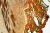 1000x667_product_media_45001-46000_Tilia_100x_II-j.webp