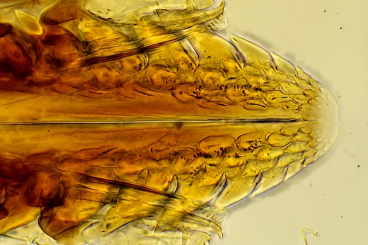 1000x667_product_media_45001-46000_2019_12_27_19_15_49_B_Radius6_Smoothing1_Ixodes_400x_42zdj-j.webp
