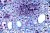 1000x667_product_media_45001-46000_Elodea_400x-j.webp