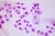 1000x667_product_media_45001-46000_Komorki_400x_II-j.webp