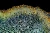 1000x667_product_media_45001-46000_Orlica_100x_DF_II-j.webp