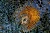 1000x667_product_media_45001-46000_Orlica_100x_DF-j.webp