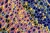 1000x667_product_media_45001-46000_Orlica_400x_DF-j.webp