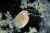 1000x668_product_media_45001-46000_2020_01_23_12_42_45_B_Radius8_Smoothing3_cladocera_10x_DF_17zdj-j.webp