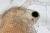 1000x662_product_media_45001-46000_2020_01_23_12_46_50_B_Radius8_Smoothing3_Cladocera_40x_14zdj-j.webp