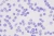 1500x1000_product_media_45001-46000_plasmodium_falciparum-j.webp