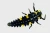 1000x667_product_media_1-1000_Harmonia_axyridis_15x-j.webp