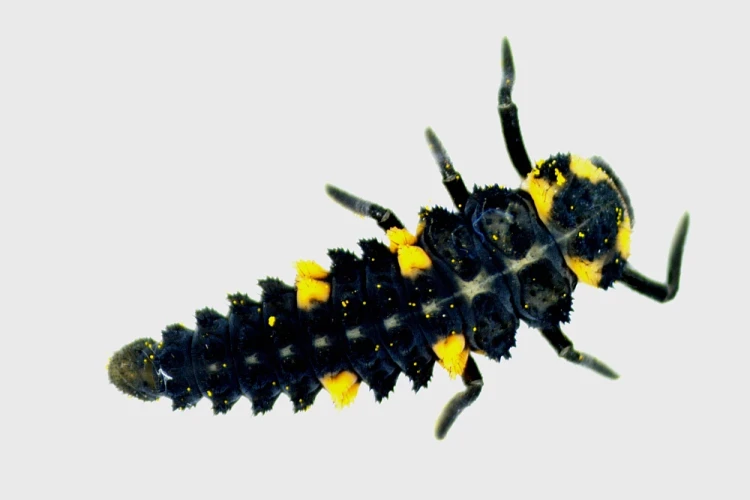 1000x667_product_media_1-1000_Harmonia_axyridis_15x-j.webp