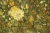 1000x667_product_media_1-1000_chondryt_18x_II(1)-j.webp