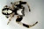 1000x671_product_media_1-1000_Stegodyphus_bicolor_sz540_x10(1)-j.webp