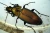 1000x671_product_media_1-1000_3_5x_Carabidae-j.webp