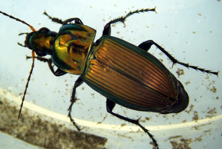 1000x671_product_media_1-1000_3_5x_Carabidae-j.webp