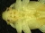 1000x750_product_media_7001-8000_Rhagium_inquisitor_20x_2018_08_16_09_09_10_C(1)-j.webp