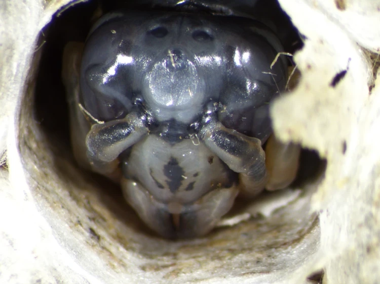 1000x750_product_media_7001-8000_Vespula_15x(1)-j.webp