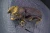 1000x666_product_media_12001-13000_2020_01_31_11_28_33_B_Radius8_Smoothing3_Coleoptera_10x_53zdj-j.webp