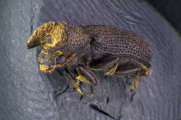 1000x666_product_media_12001-13000_2020_01_31_11_28_33_B_Radius8_Smoothing3_Coleoptera_10x_53zdj-j.webp