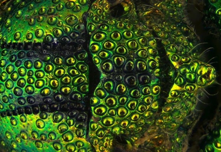 1000x689_product_media_12001-13000_2020_01_31_11_57_31_B_Radius8_Smoothing3_Chrysis_40x_30zdj-j.webp